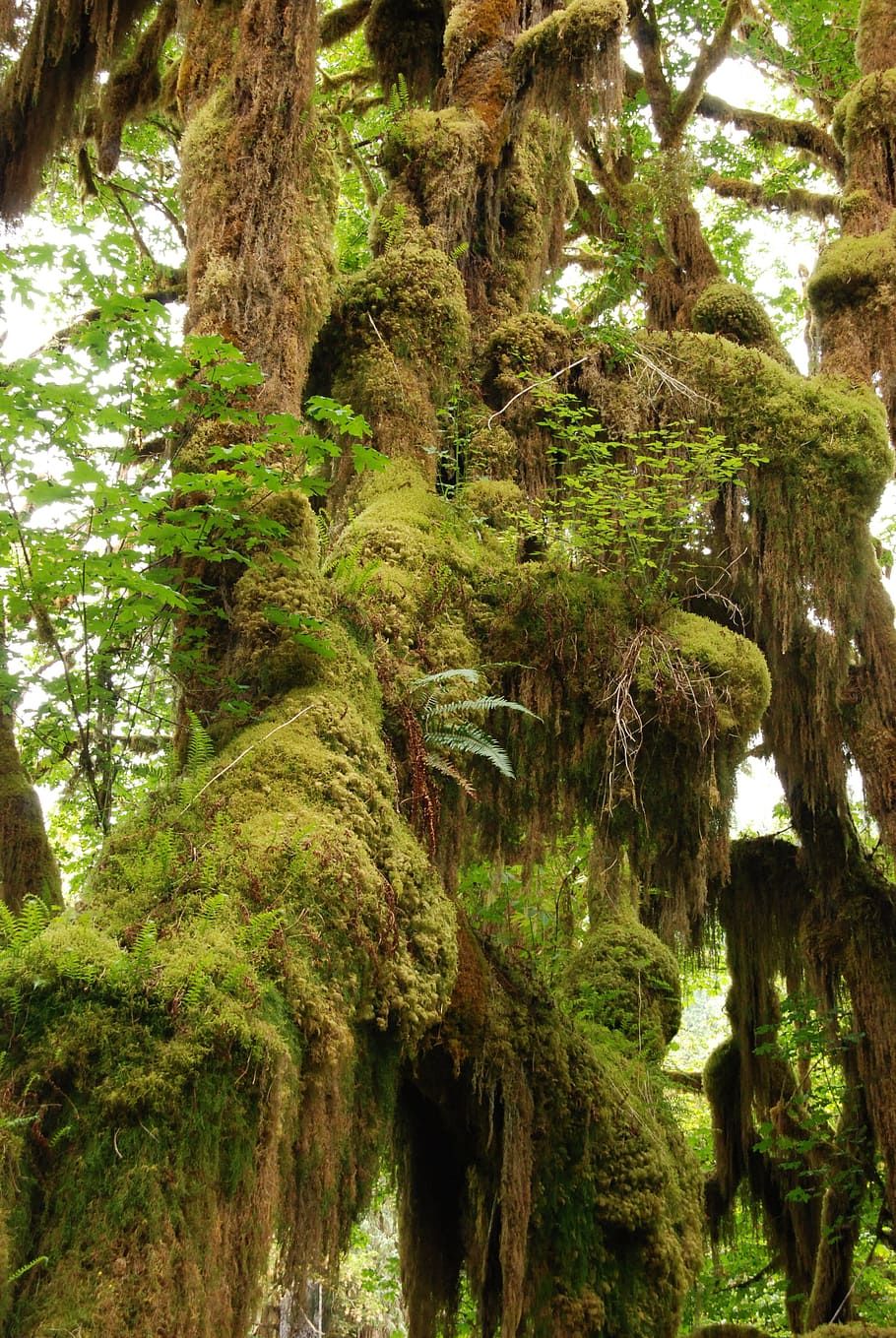 熱帯雨林, 枝, 木, 苔, 緑, ウェット, 自然, ホー熱帯雨林, ワシントン州, 北アメリカ