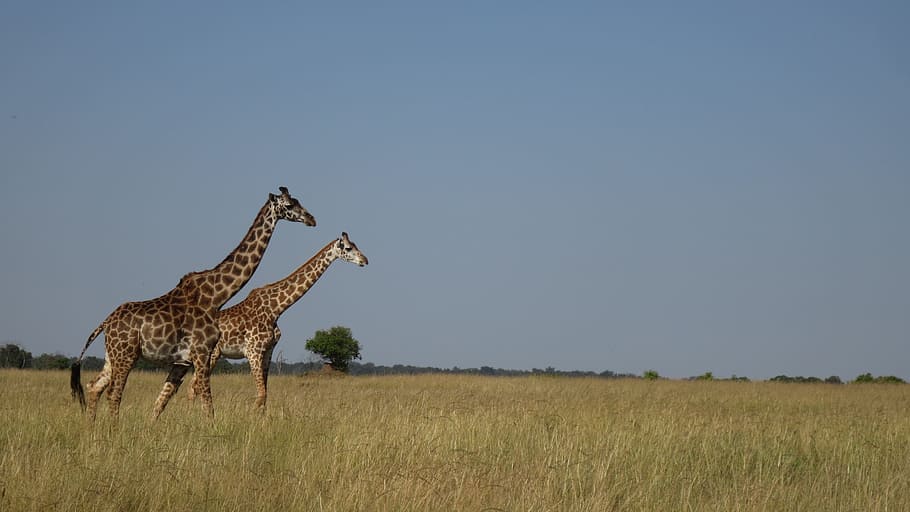 Jirafa, África, Masai Mara, safari Animales, naturaleza, sabana, vida silvestre, animales en estado salvaje, llanura, animal