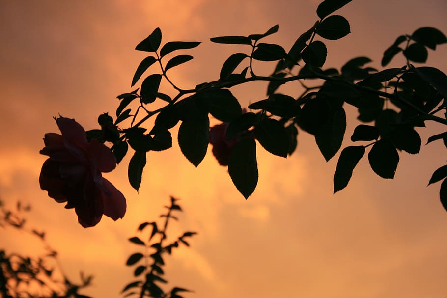 orange sky, sunset, after storm, stormy clouds, golden glow, light, rose silhouette, sky, plant, beauty in nature