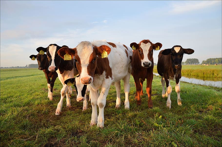 group, cows, grass field, bulls, cattle, farm, mammal, outdoor, farm animals, rural