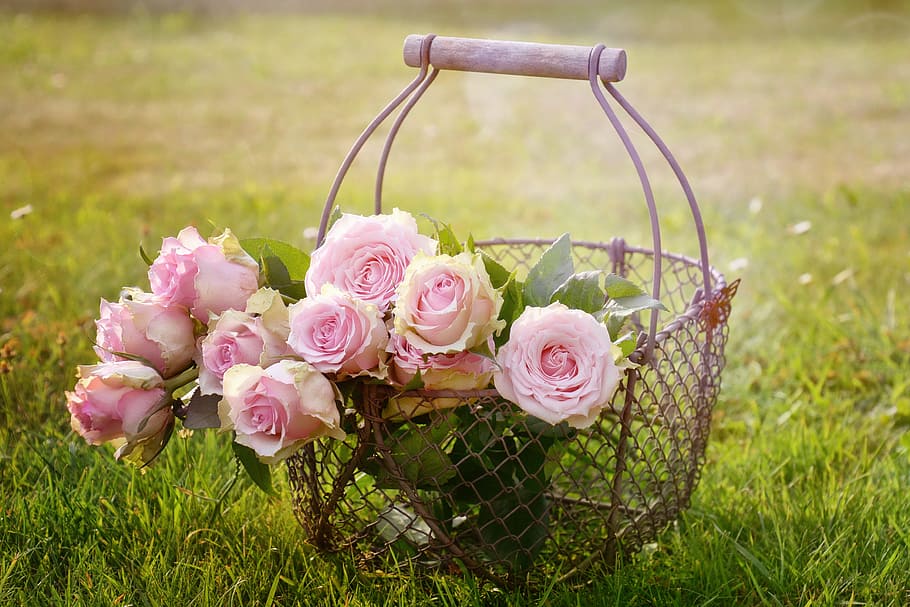 gray, metal flower basket, pink, rose, flowers, taken, daytime, roses, blossom, bloom