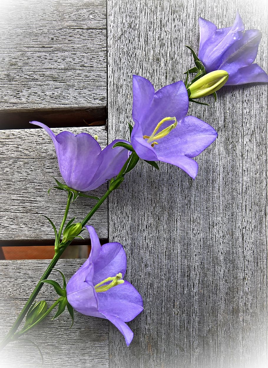 紫のカンパニュラの花, 花, ホタルブクロ, 低木, 花穂, 大きな花, 紫, 黄色の花粉管, 鐘, 夏