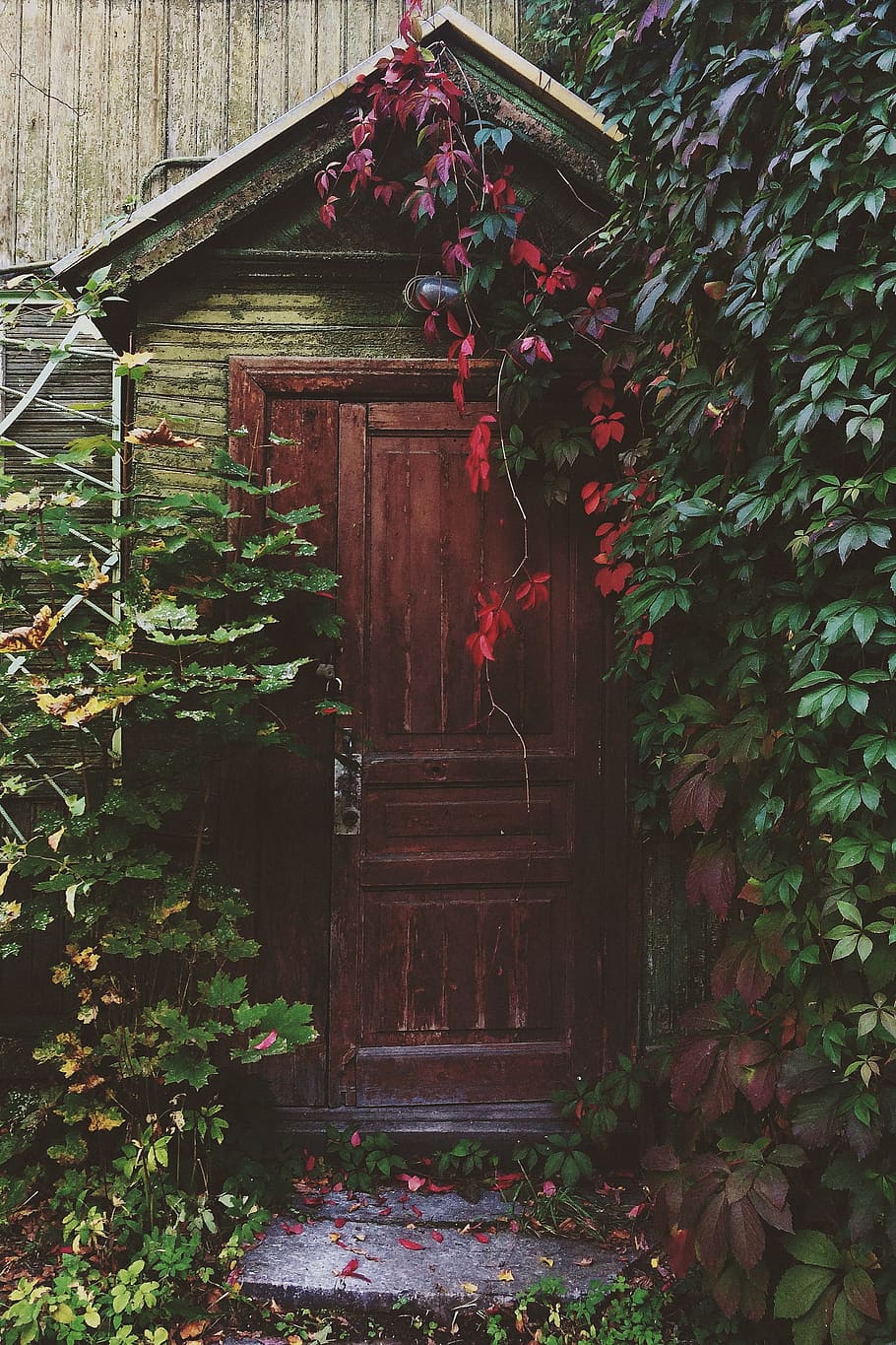 marrón, gris, de madera, casa, verde, plantas de hoja, puerta, entrada, hiedra, cubierto