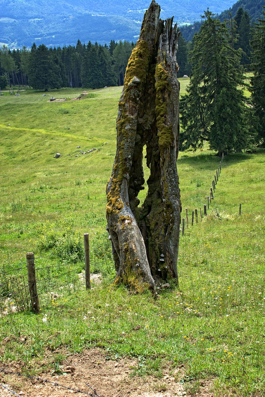 old tree, butt, tree, tree stump, broken, tree trunk, dead tree, nature, wood, old
