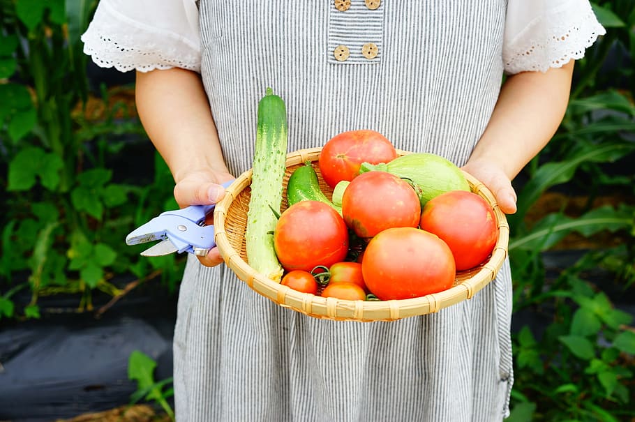 Kebun Sayur, Mentimun, Tomat, gaya hidup sehat, organik, di luar ruangan, satu orang, sehari, makanan dan minuman, makanan