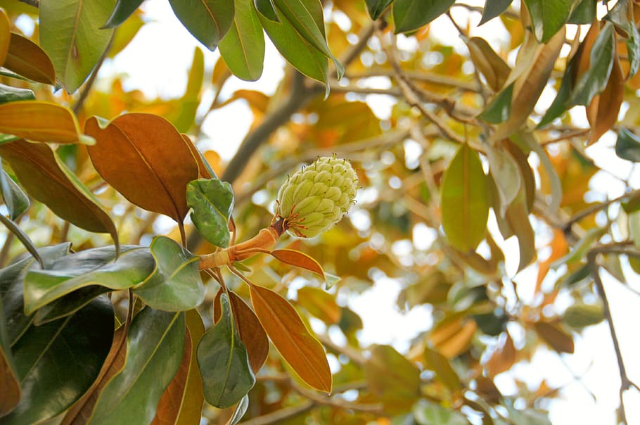 Leaves Tree Magnolia Fruit Nature Trees Plants Leaf Plant Plant Part Pxfuel