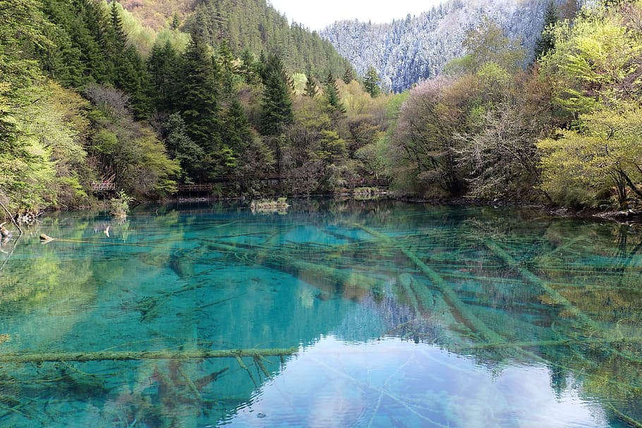 jiuzhaigou, lake, sichuan, china, the scenery, tree, water, beauty in nature, plant, reflection