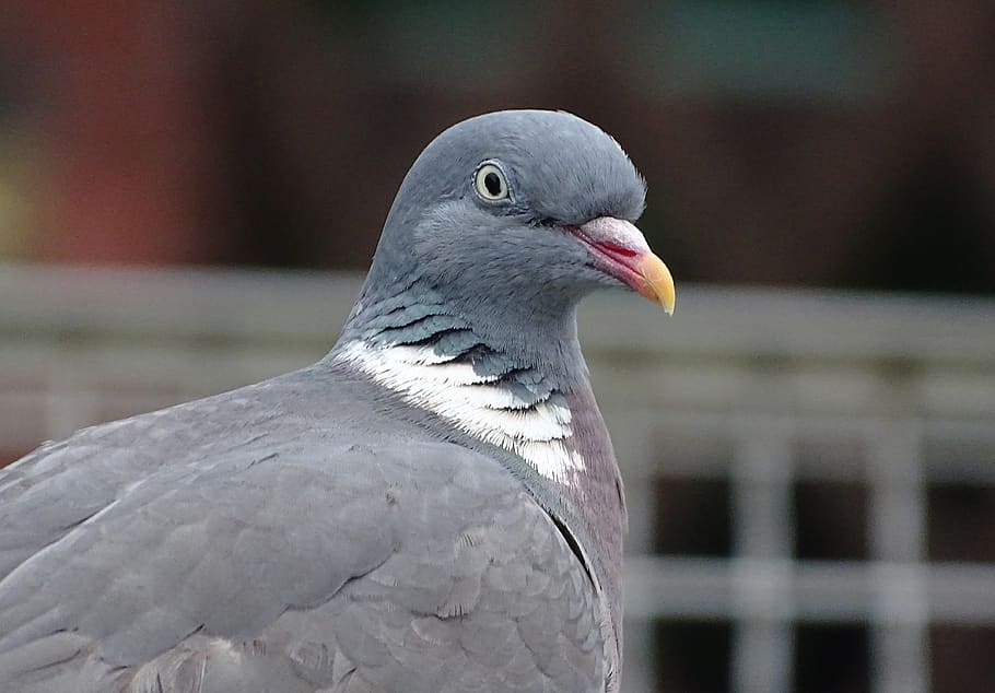 dove, ringdove, field deaf, bird, city pigeon, street deaf, doves and pigeons, animal, animal themes, vertebrate
