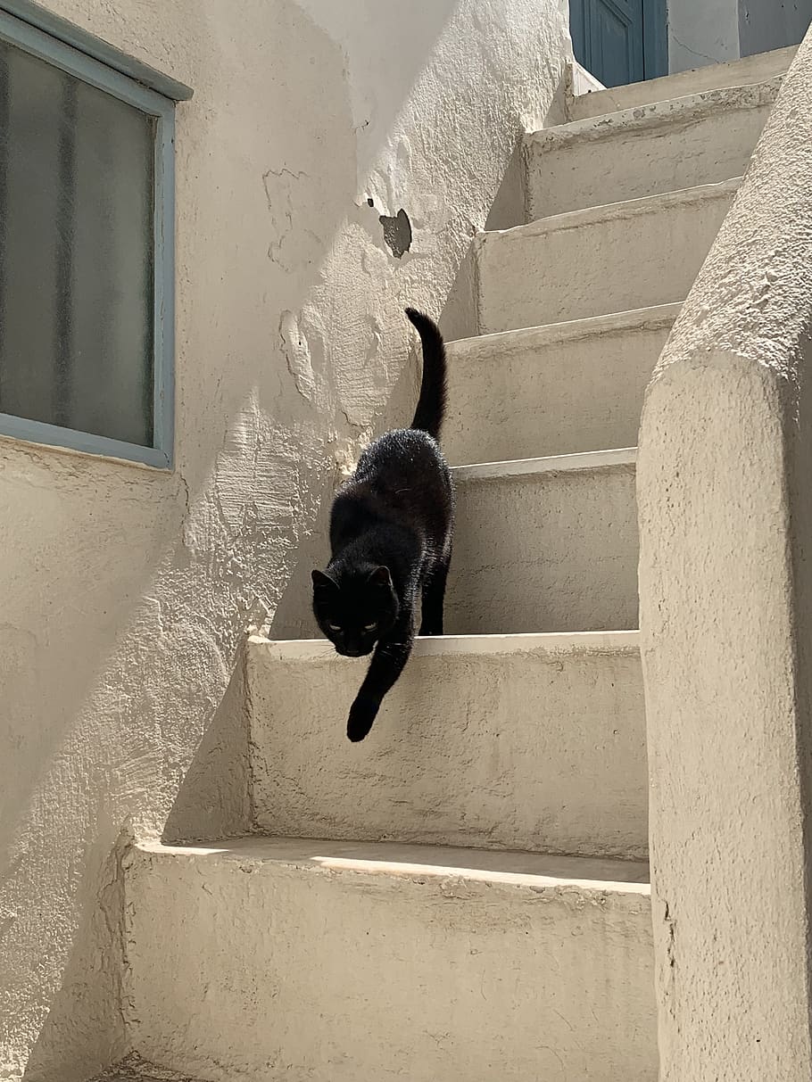 black cat, cat, greece, griechenland, naxos, geek cats, stairs, white, mysterious, mieze