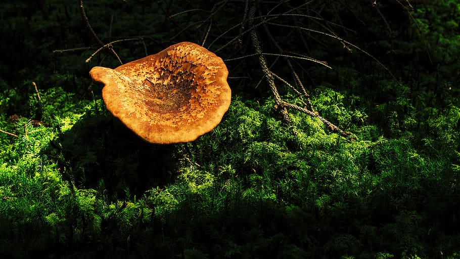 mushroom, forest, autumn, tree fungus, forest mushrooms, autumn mood, autumn sun, nature, plant, growth