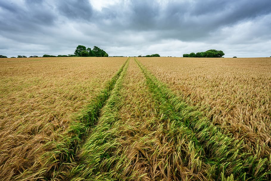 tractor, field, tracks, landscape, horizon, farm, farming, agriculture, grass, hay