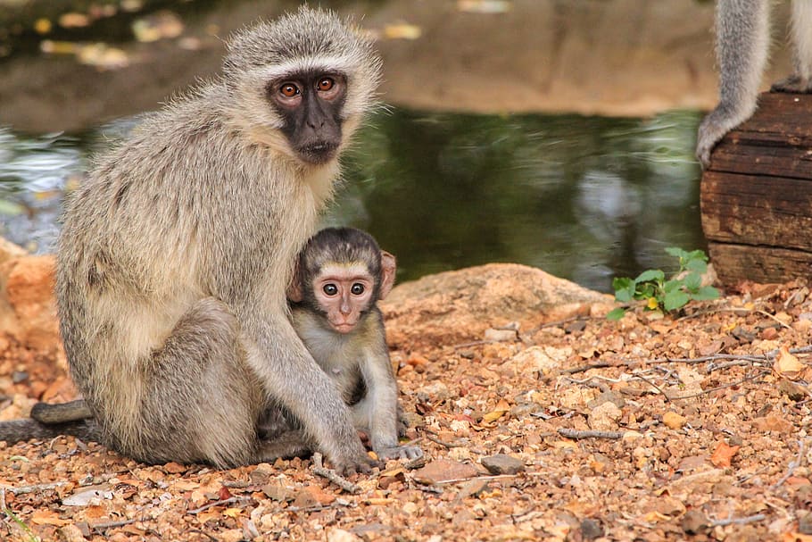 성인 침팬지, 옆에, 아기 침팬지, 어머니, 아기, 자연, 남아프리카, 사랑, 동물, 동물의 세계