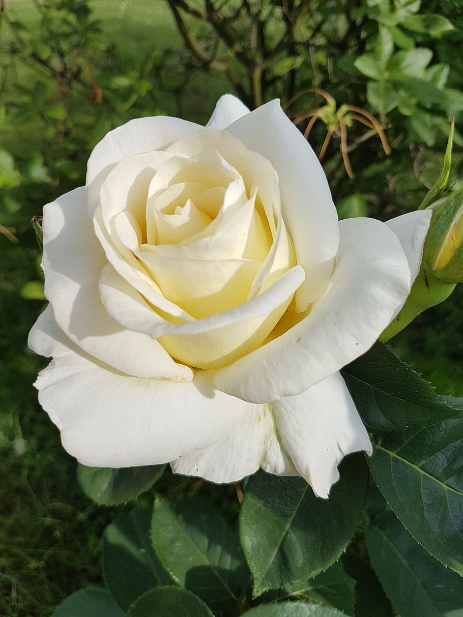White Rose, Flowers, rose, flower, rose - flower, petal, flower head, nature, fragility, plant
