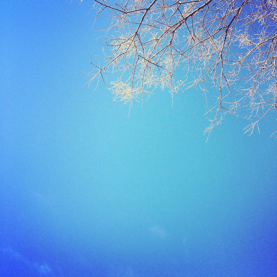 pohon, biru, langit, cabang, jelas, alam, salju, musim dingin, latar belakang, kepingan salju