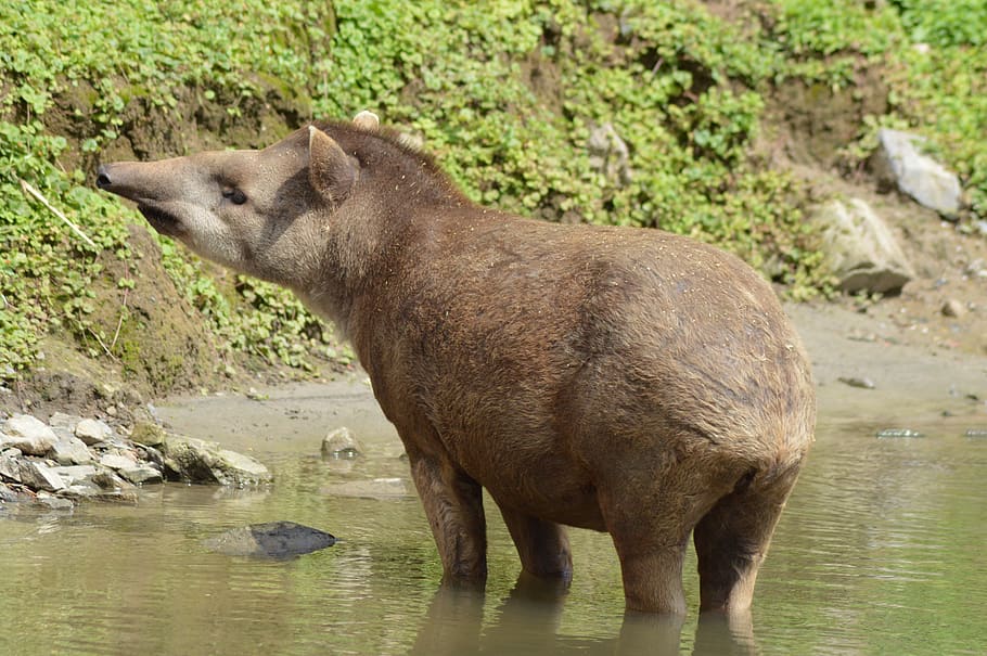 tapir, animal, water, nose, zoo, mammals, head, snout, trunk, animal themes