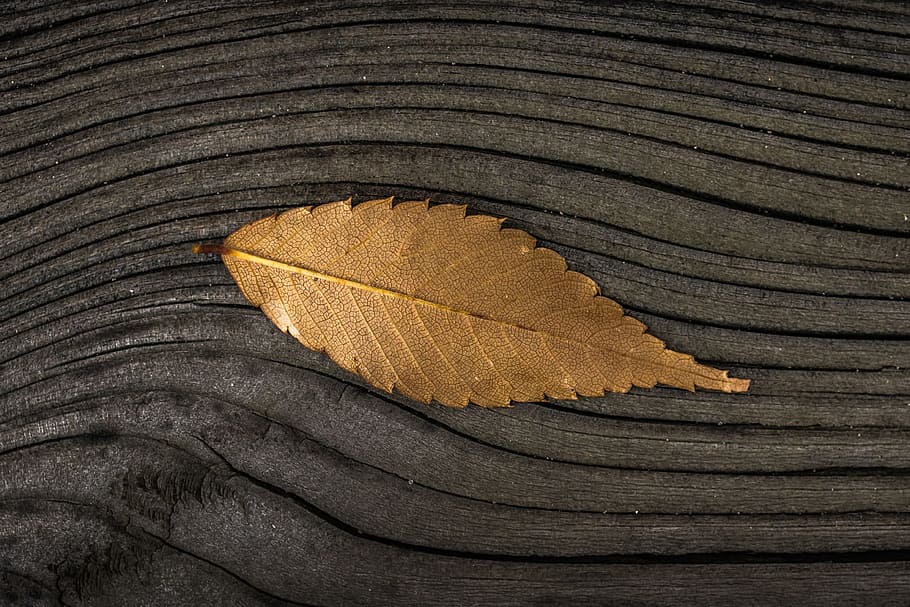 hoja de otoño, fondo de madera, otoño, hoja, madera, fondo, naturaleza, marrón, fondos, con textura
