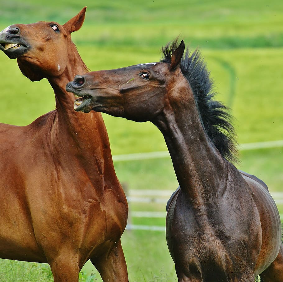 selectivo, fotografía de enfoque, dos, caballos, hierba, para dos, acoplamiento, semental, comer, paddock