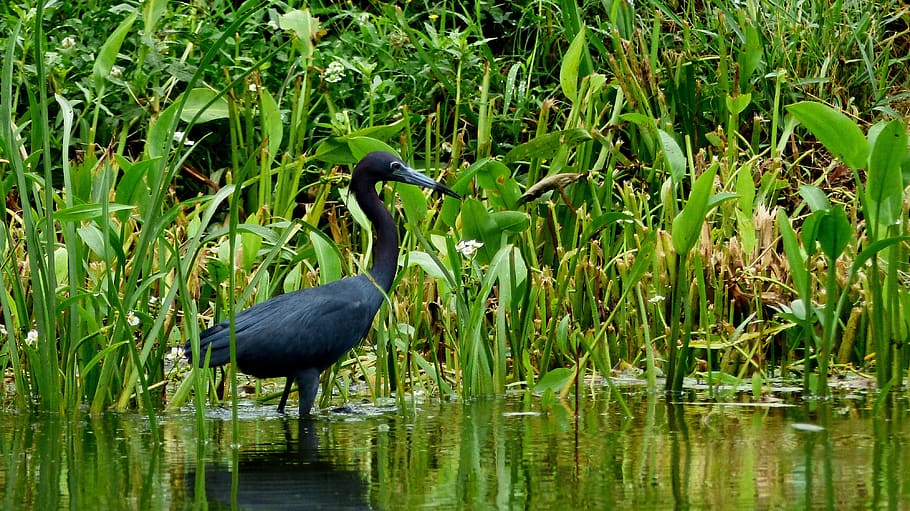 louisiana, bayou, bird, marsh, nature, morning, river, plants, wild, plumage