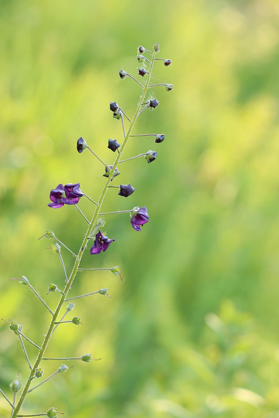 bunga mini, Stengel, bunga kecil, ungu, menanam, merapatkan, mekar, berkembang, bunga, segar
