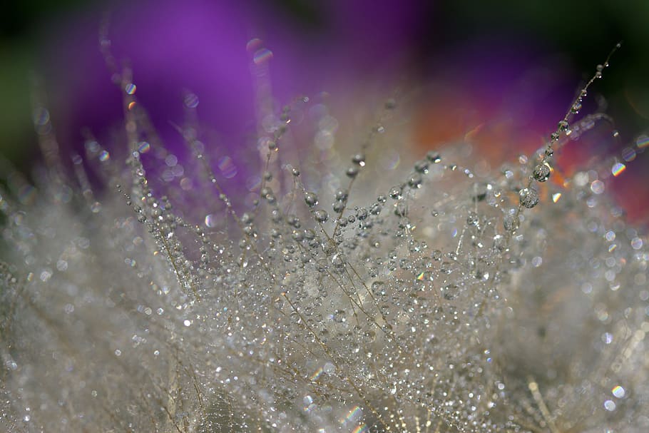 water, due, selective-focus photography, Dandelion, Macro, Drops, Water, Plant, plant, wet, coloring