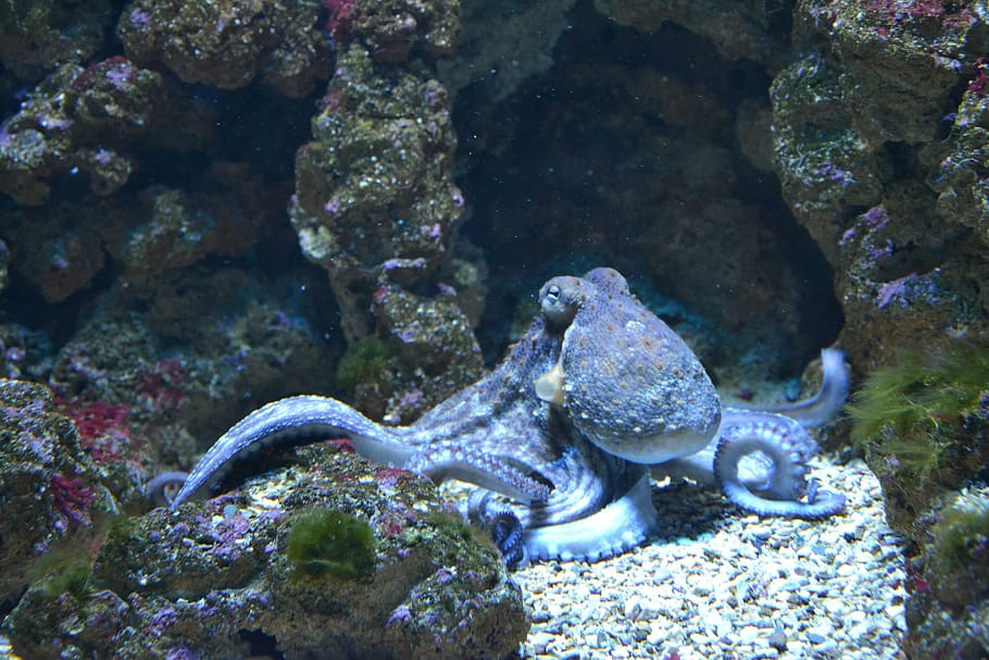 brown, octopus, sea, fish, water, aquarium, aquarium fish, blue, ocean, seaside
