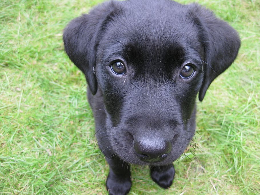 preto, filhote de cachorro labrador retriever, sentado, gramado, filhote de cachorro, bonito, animal, cão, raça, raça pura