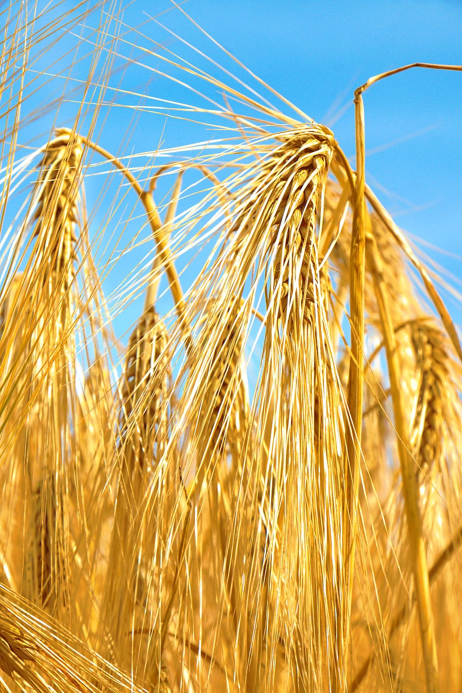wheat, cornfield, agriculture, cereals, epi, detail, crop, cereal plant, plant, growth