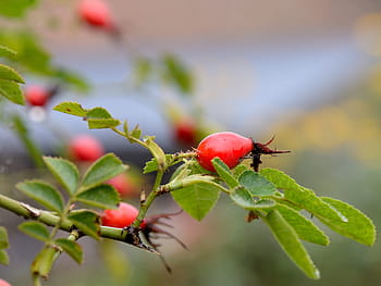 Page 6 Royalty Free Rose Hips Photos Free Download Pxfuel