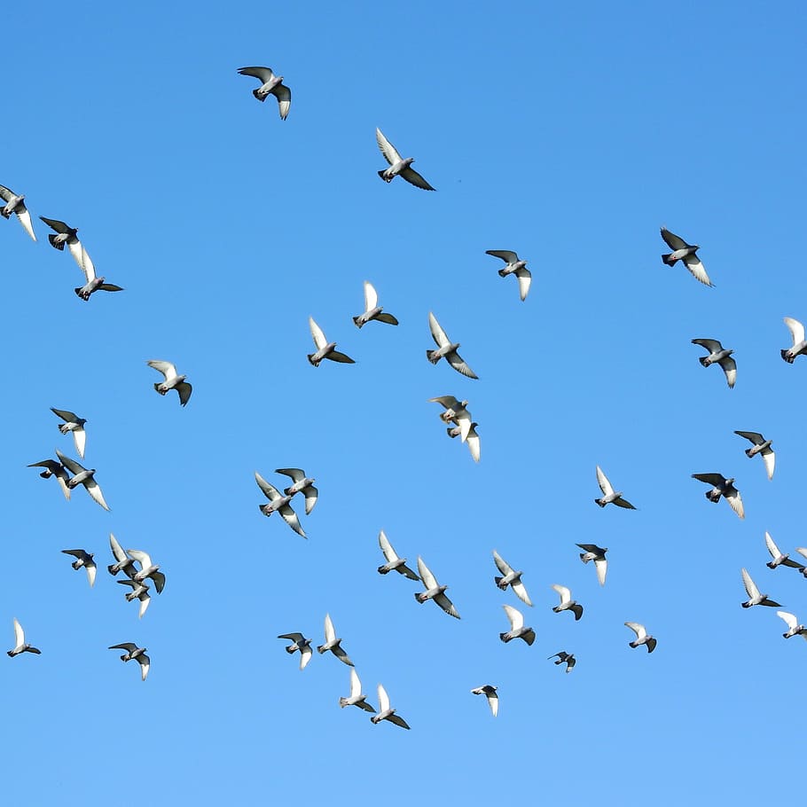 flock, flying, pigeons, daytime, flying birds, a flock of pigeons, pigeon, columba, bird, large group of animals
