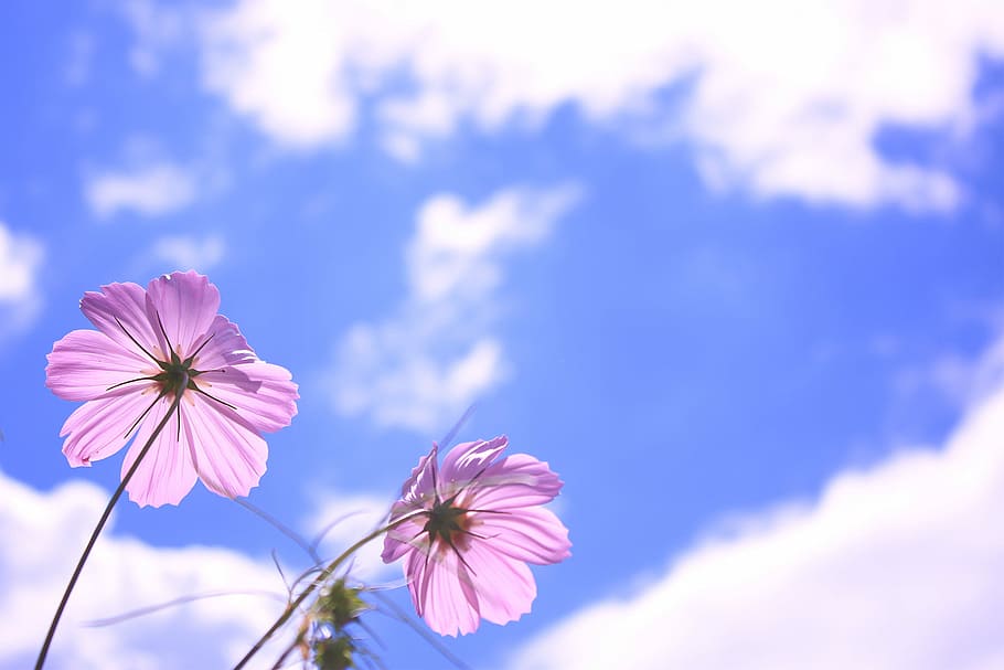 low, angle photography, pink, petaled flower, low angle, photography, flower, nature, blue, plant