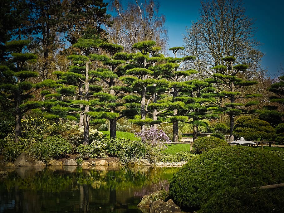 tall, green, trees, lake, daytime, Japanese Cedar, Cedar Tree, Garden, Pond, cedar, japanese cedar tree