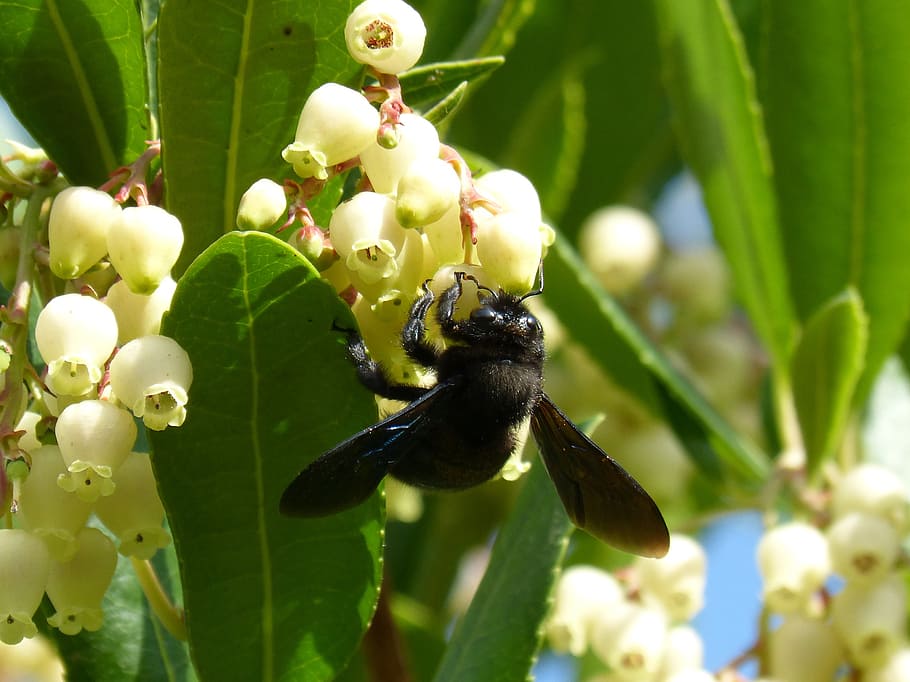 bumblebee wood, xylocopa violacea, libar, strawberry tree, arbutus flower, growth, plant, leaf, plant part, close-up