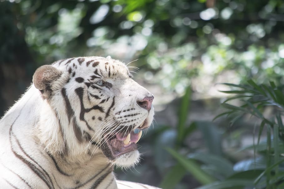 white tiger, tiger, cat, feline, animal, roar, teeth, striped, stripes, danger