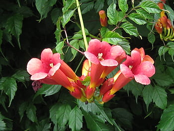 Fotos flores de pétalos de trompeta libres de regalías | Pxfuel