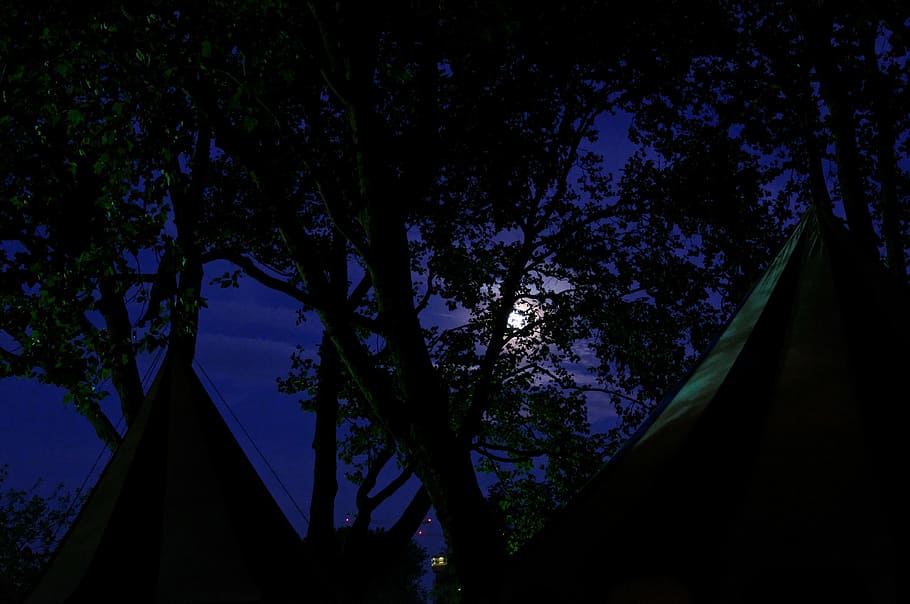 mercado medieval, campamento militar, carpas, copas de los árboles, luna, por la noche, Árbol, planta, arquitectura, cielo