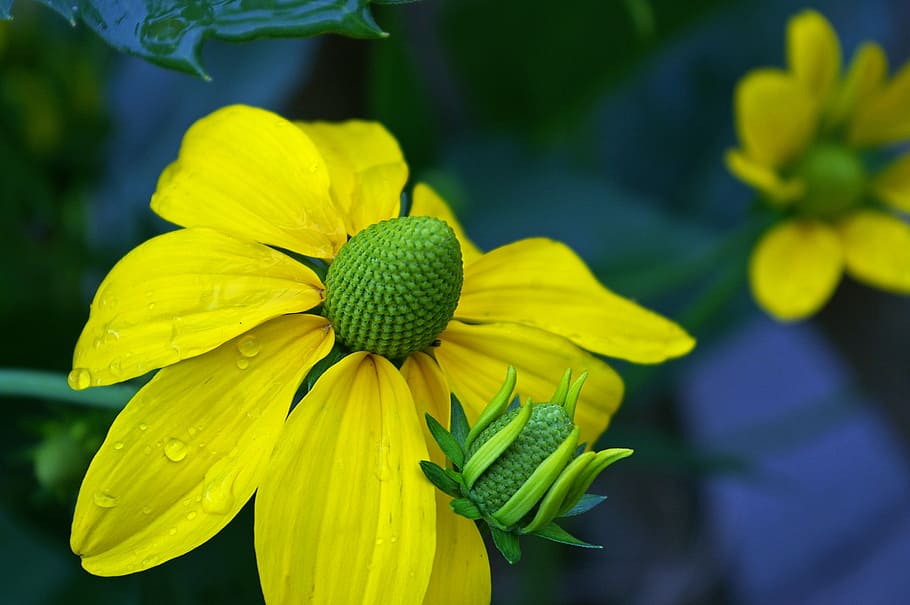 sun hat, yellow flowers, yellow, blossom, bloom, flower, garden, ordinary sonnenhut, yellow coneflower, garden plant