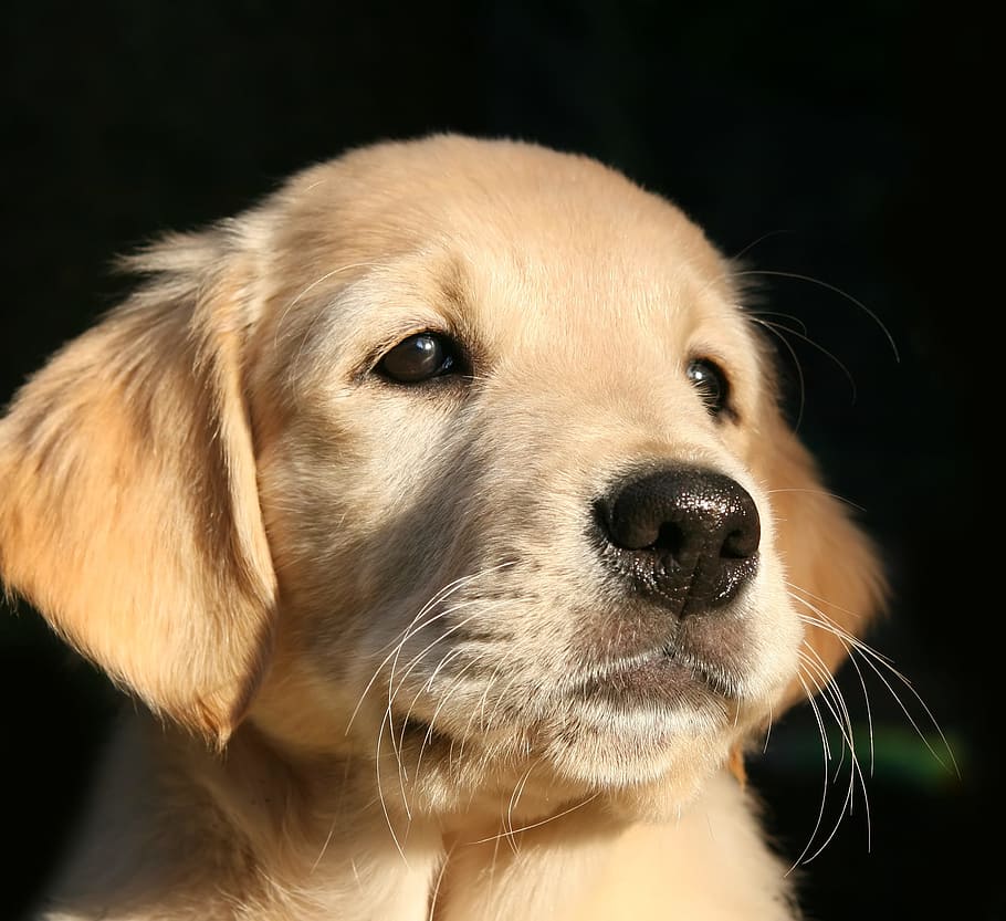 light, golden, retriever puppy, puppy, dog, golden retriever, dog head, hundeportrait, black background, young