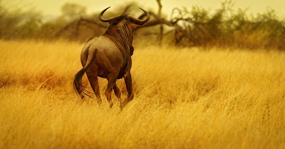 horned, animal, runs, field, wildebeest, gnu, reserve, wildlife, savannah, running