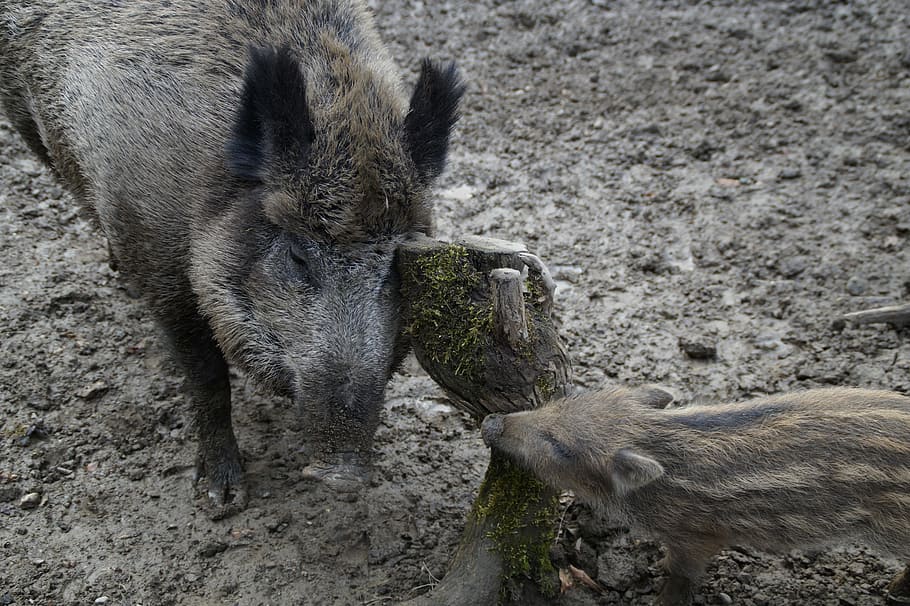 wild boars, bache, launchy, mother and child, wild boar, quagmire, mud, muddy, scratching themselves, scrub