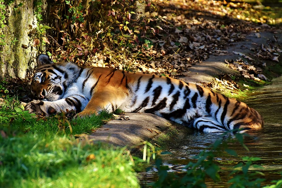 harimau, predator, bulu, cantik, berbahaya, kucing, fotografi satwa liar, dunia binatang, tierpark hellabrunn, munich
