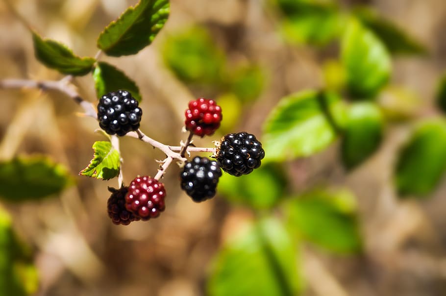 blackberry, merah, hitam, segar, lezat, musim panas, buah, Berry, makanan, hijau