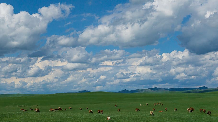 cow, sheep, prairie, sky, white cloud, the vast, the earth, scenery, inner mongolia, cloud - sky