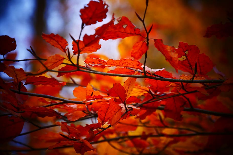 sheet, leaves, nature, autumn, colorful, tree, fall colors, background, season, vegetable