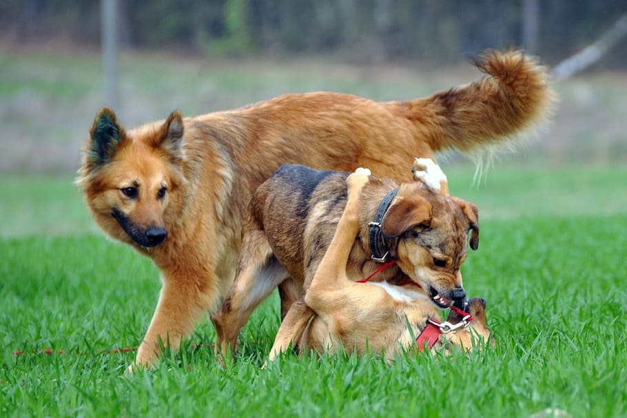 adult, tan, german shepherd, two, short-coated, puppies, grass field, Dogs, Play, Meadow