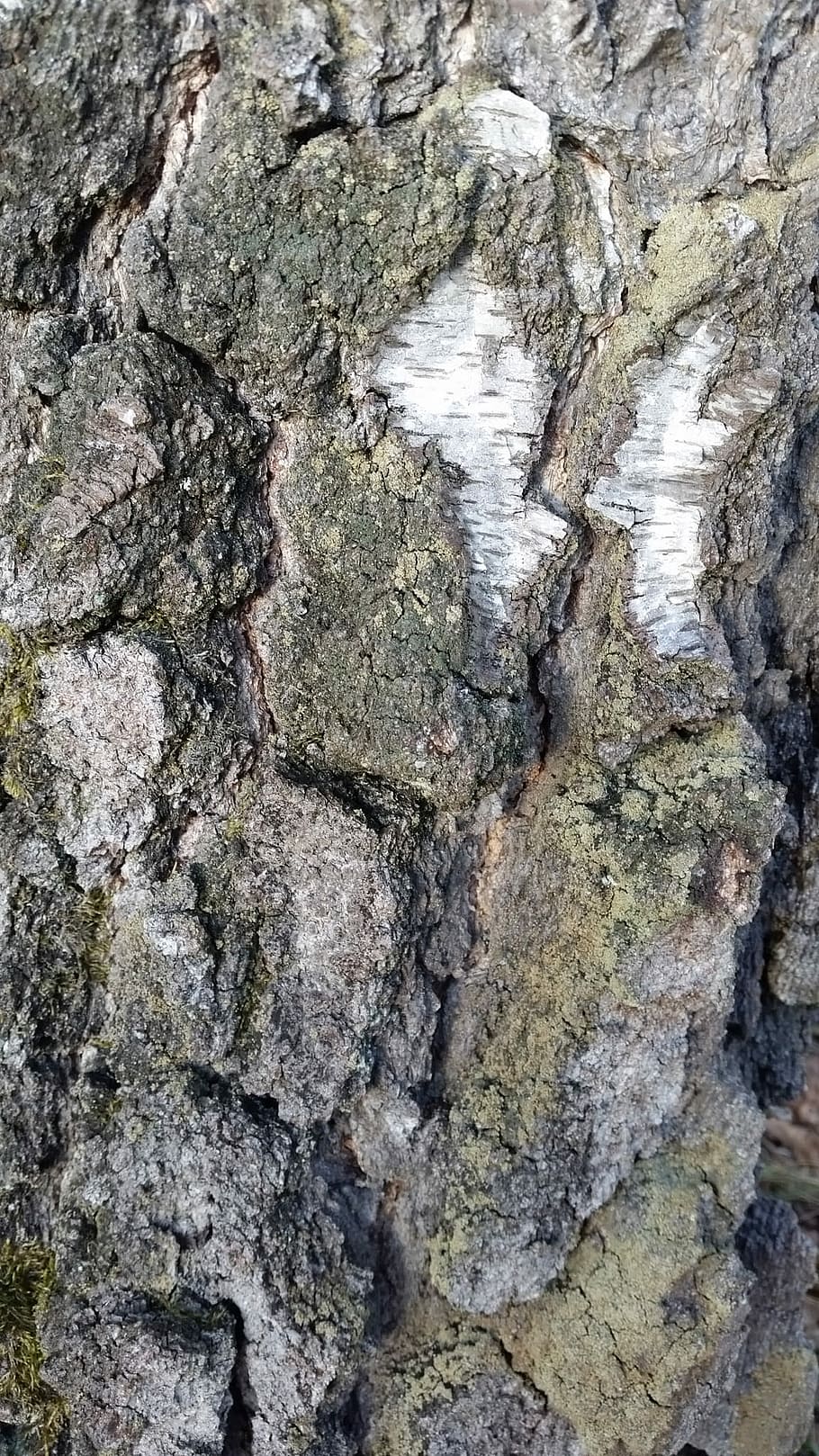 Tree, Background, Texture, Wood, Bark, rock - object, textured, rough, built structure, close-up