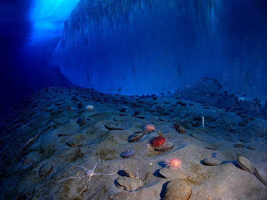 assorted-color sea urchins, underwater, ice wall, sea floor, antarctica, cold, ocean, water, marine, explorer's cove