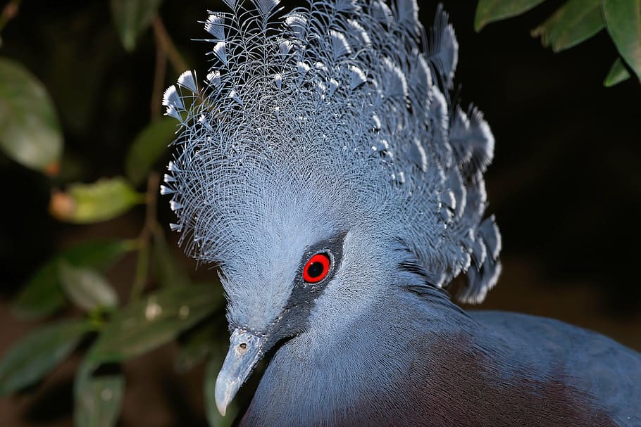 gray bird, fan-deaf, bird, head, portrait, blue, colorful, plumage, eye, red