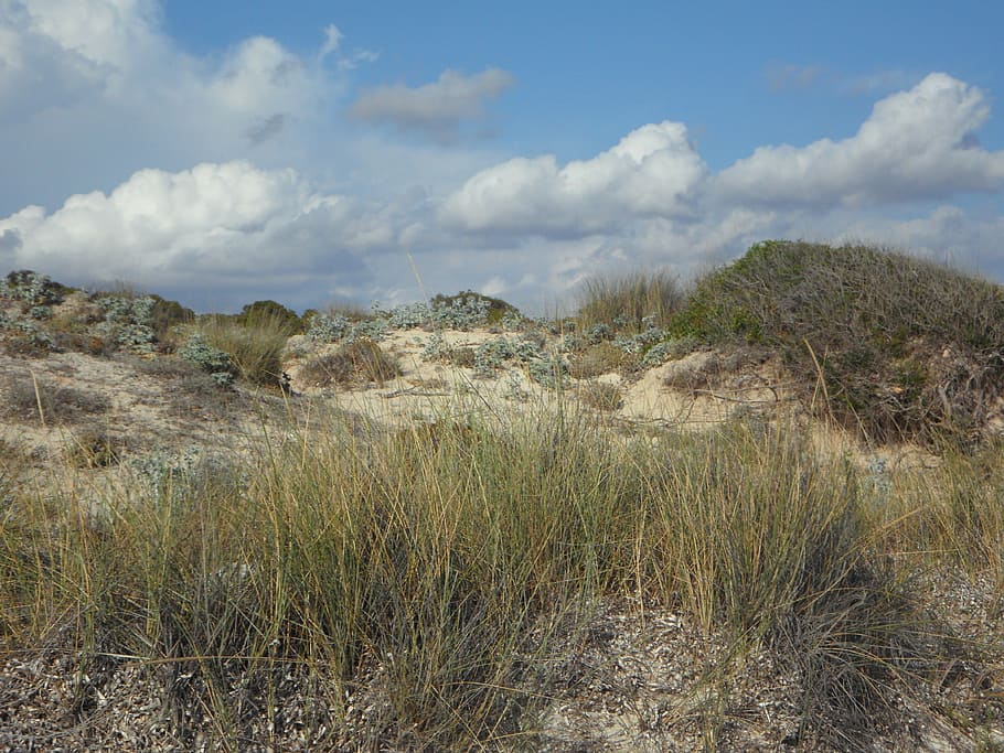 dunas, paisagem das dunas, vazio, incrustantes, arenoso, descanso, silêncio, relaxamento, natureza, paisagem