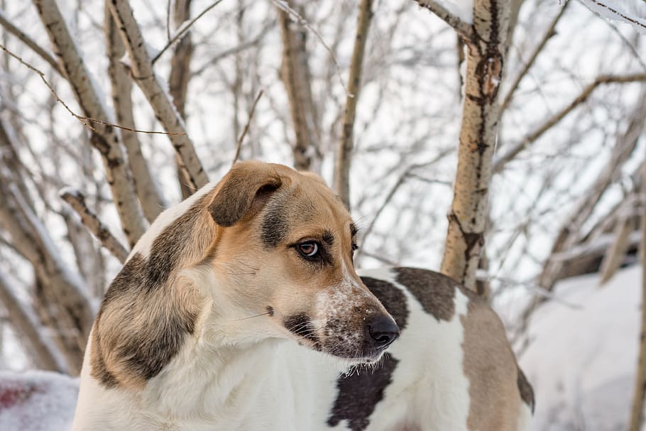 dog, winter, day, snow, milk, tricolor, tenderness, shelter, white, soft - Pxfuel