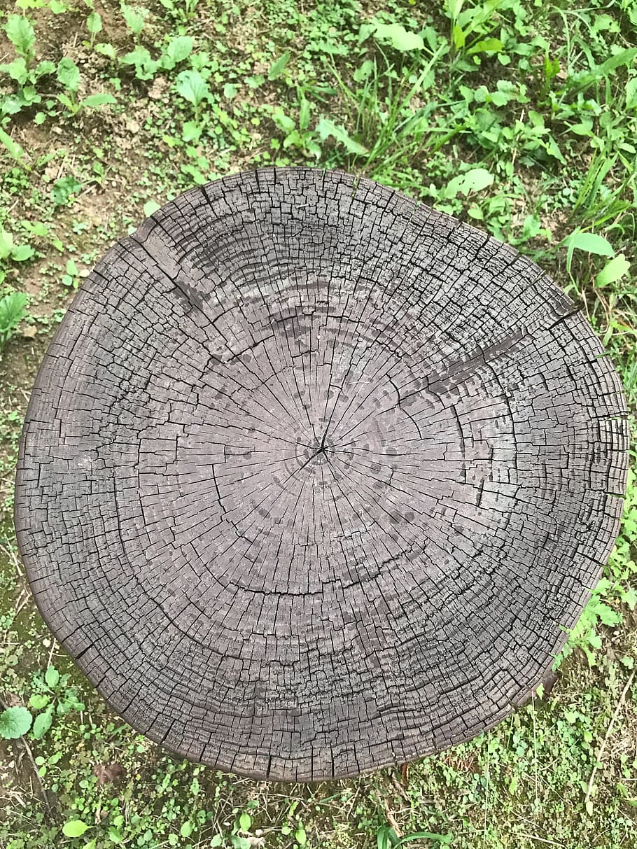 cut trees, annual zone, circle, nature, texture, wood, all these years, age, surface, cutting